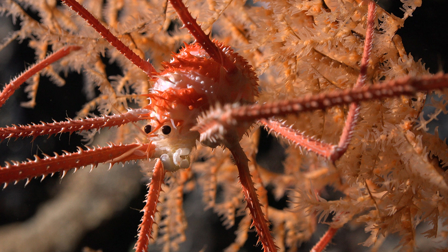 Cerca de Chile encontraron 100 especies que serían nuevas para la ciencia