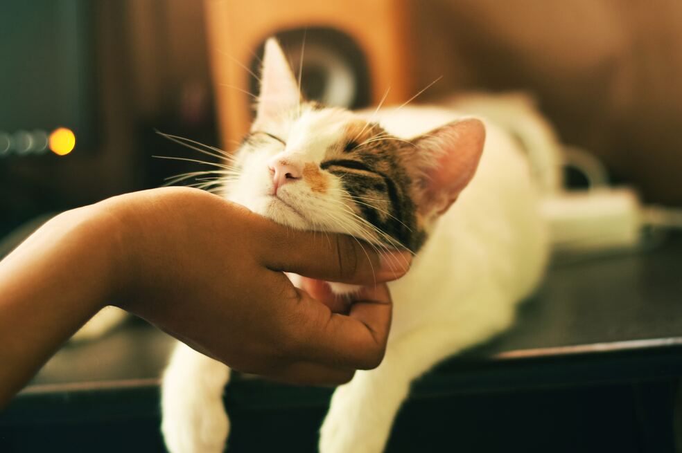 Esto hacen los gatos cuando aman a sus dueños
