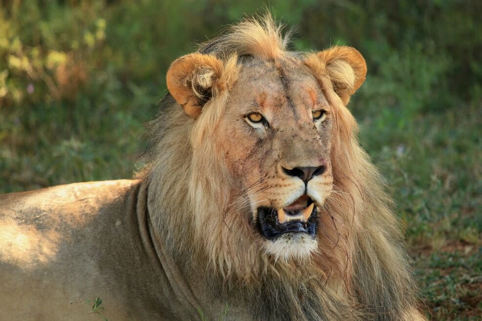 Falso: leones no fueron liberados del zoológico de París durante disturbios