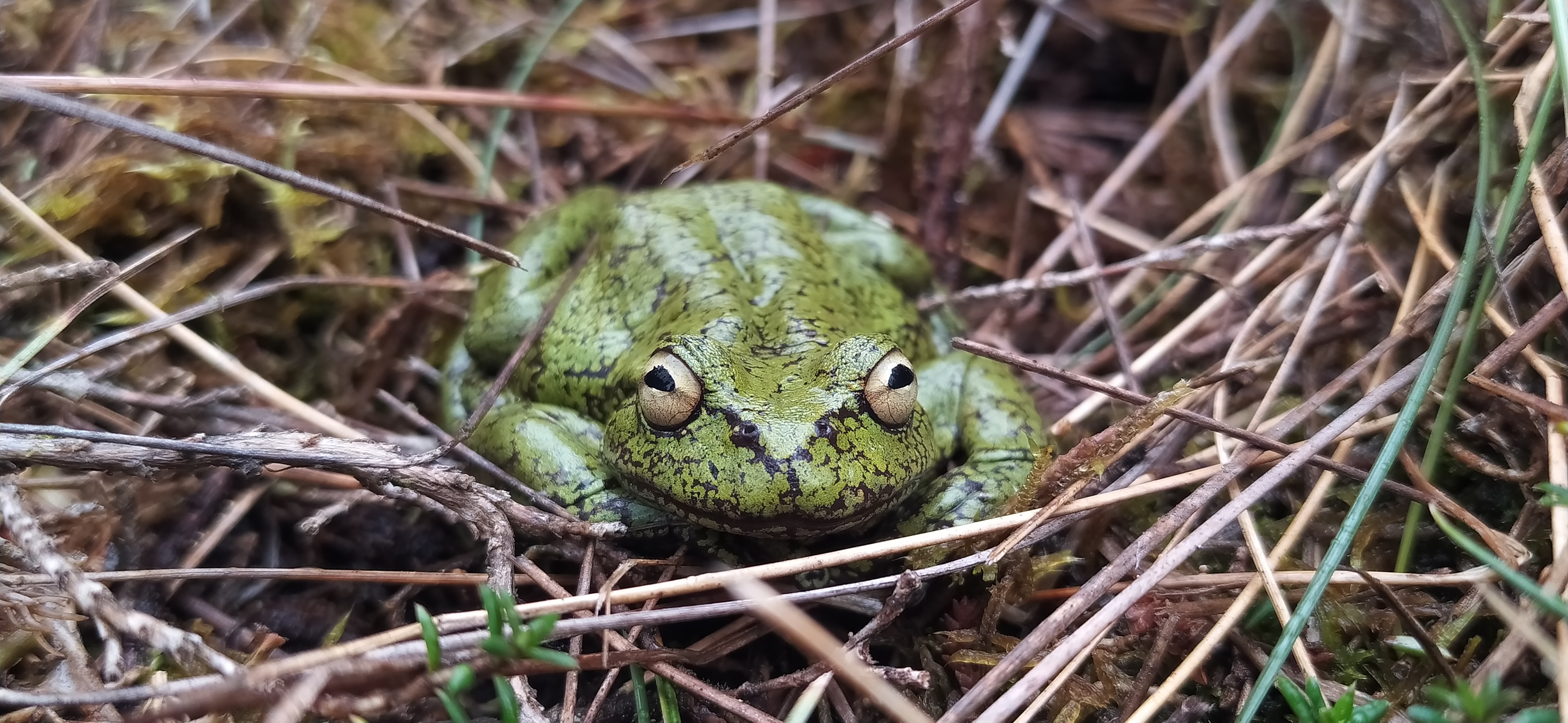 Un nuevo camino para estudiar las ranas y los páramos de Colombia