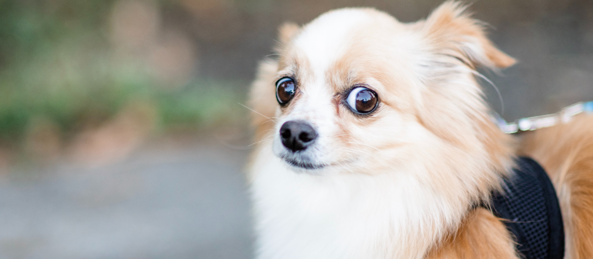 ¿Qué tipos de personas asustan a los perros?
