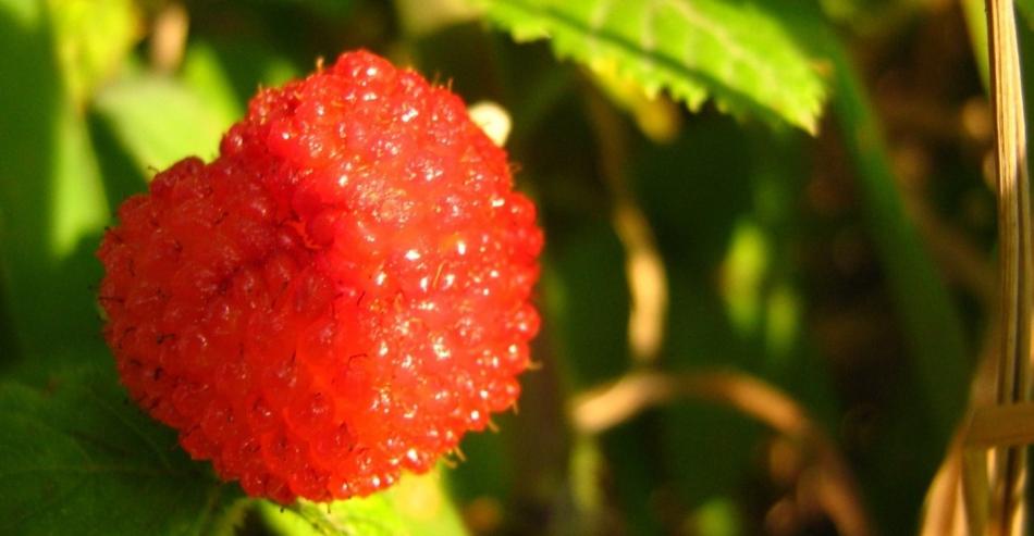 Jugo de frambuesa para aliviar la amigdalitis