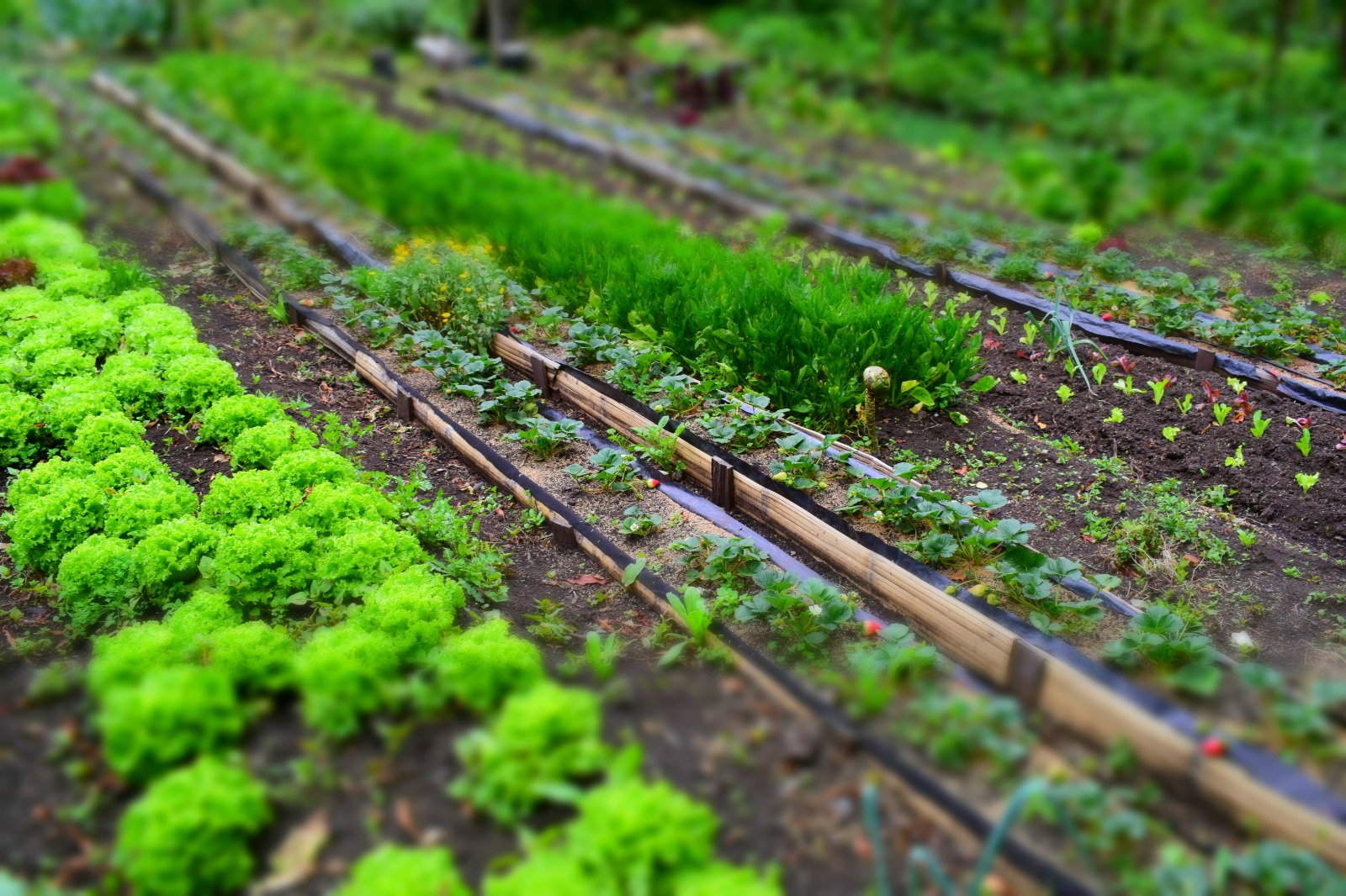 Agroecología en Colombia. /FAO