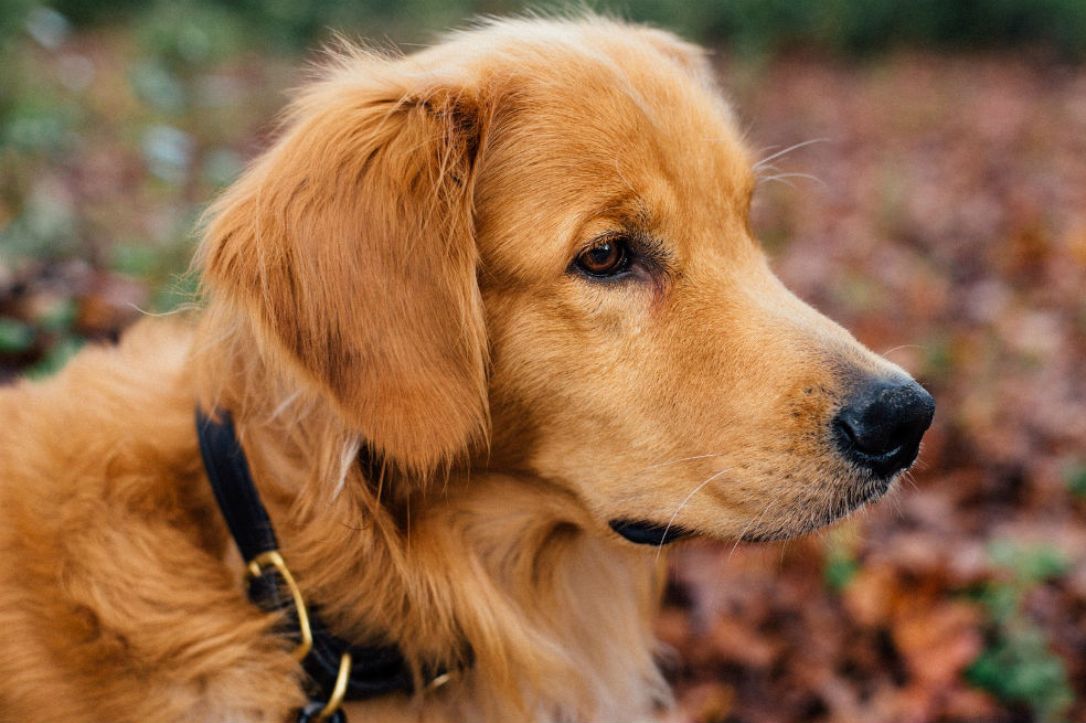Estos perros son muy populares gracias a la belleza de su pelaje.