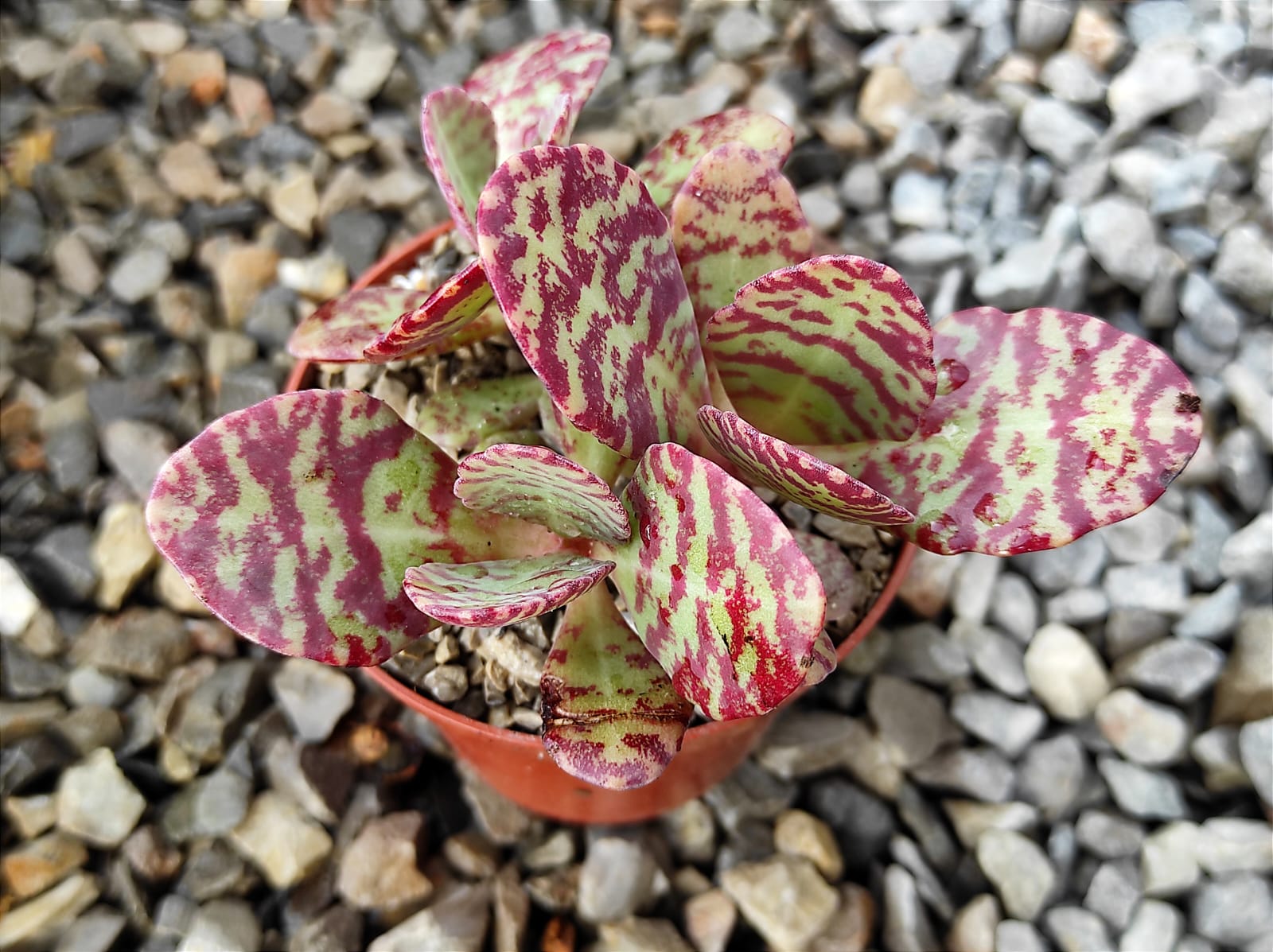 La Kalanchoe humilis es una suculenta de bajo crecimiento reconocida por sus hojas verde pálido decoradas con llamativas manchas púrpuras o granates, que intensifican su color con una buena exposición a la luz. Produce pequeñas flores púrpuras o verdosas durante el verano y es una planta fácil de cuidar, ideal para principiantes, ya que requiere riego moderado, suelo con buen drenaje y luz brillante o semisombra. Además, puede cultivarse en macetas, jardines de rocas y espacios interiores bien iluminados.