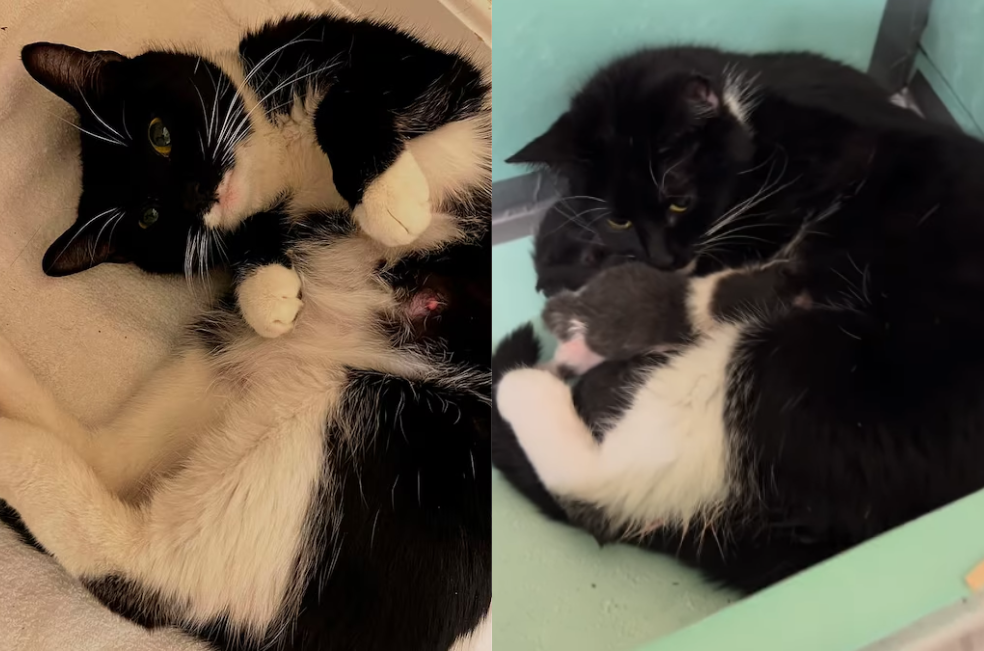 Mujer rescató un gato, pero al regresar de su trabajo se llevó una gran sorpresa