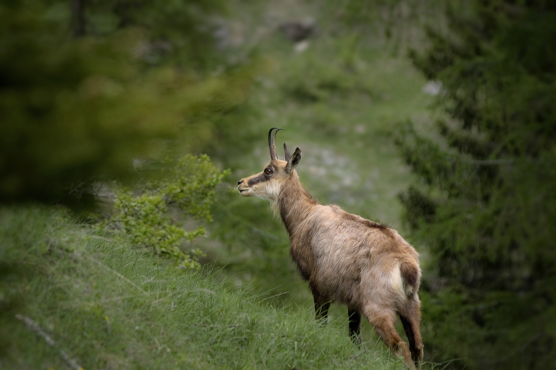Esta especie es nativa de los montes Tatra, y se estima que su población superar apenas los mil especímenes.