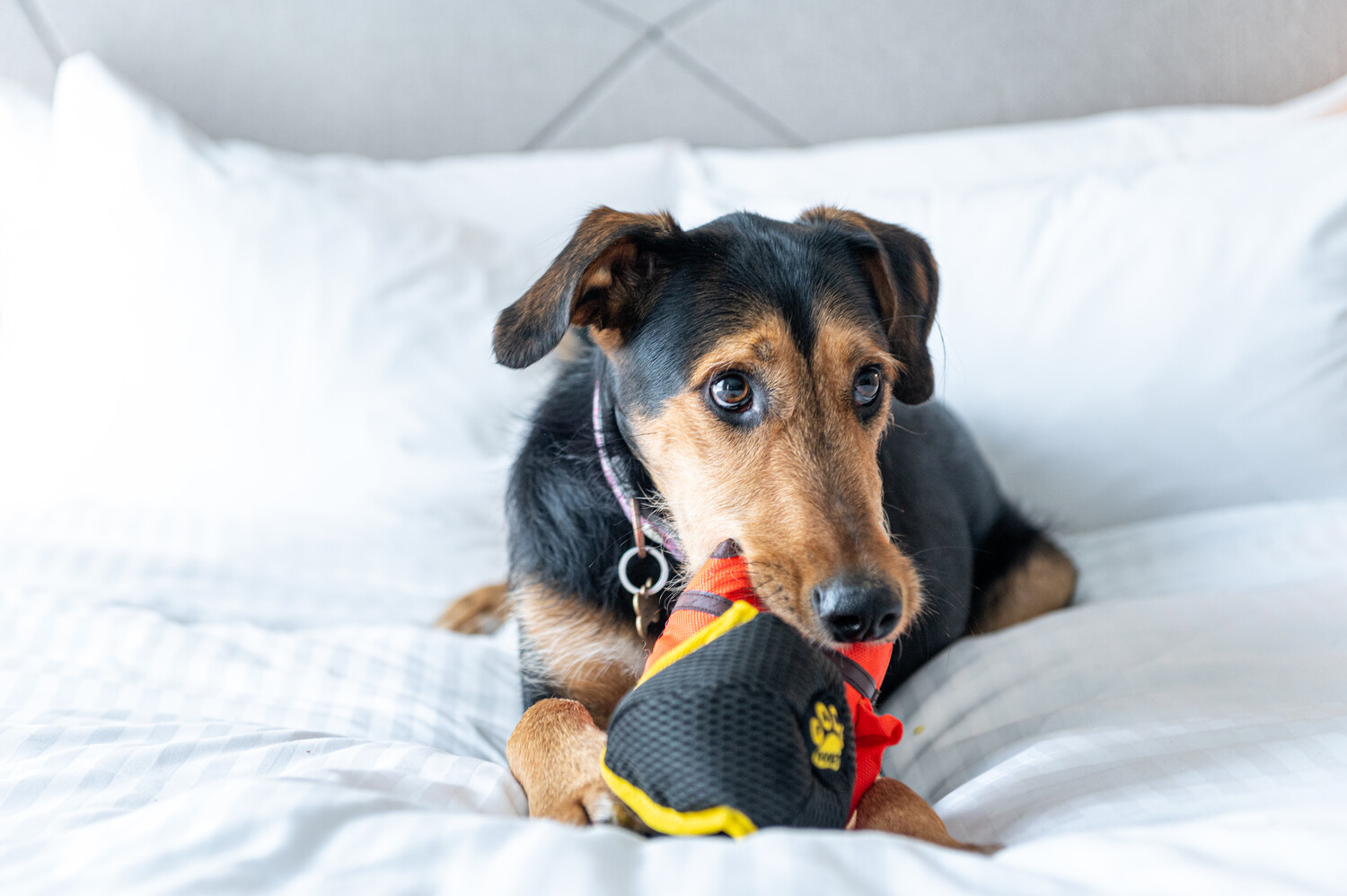 Día Mundial del Perro: destinos y hoteles para una escapada perfecta con su mascota