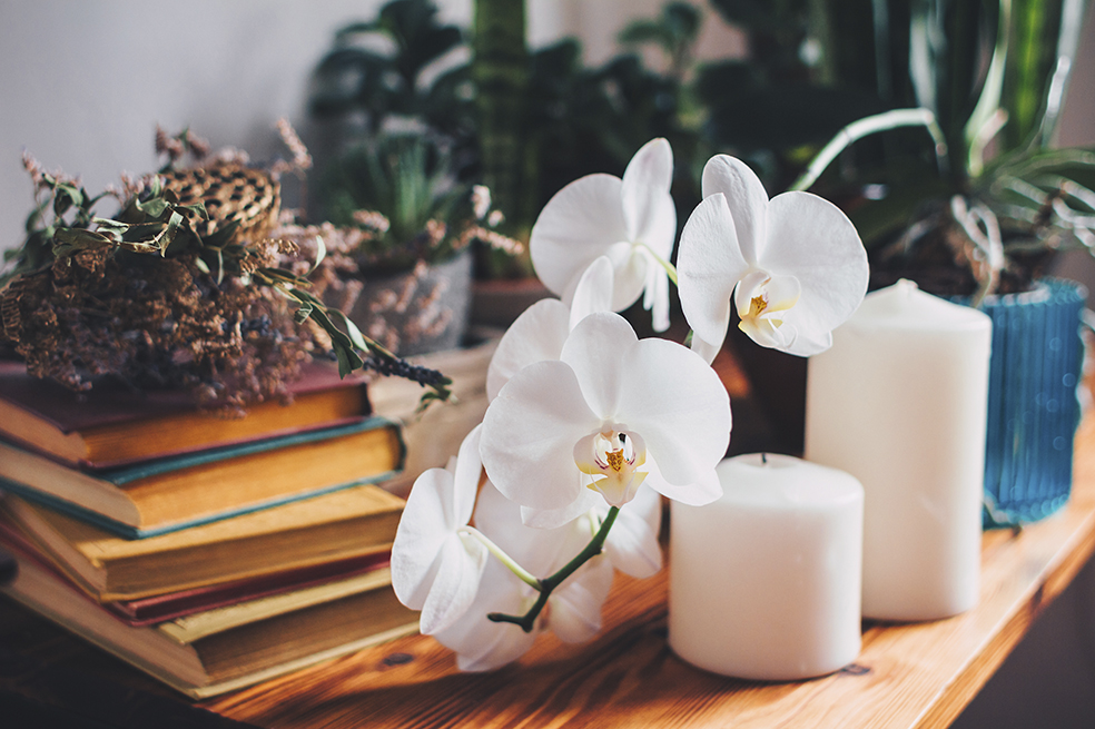 Orquídea