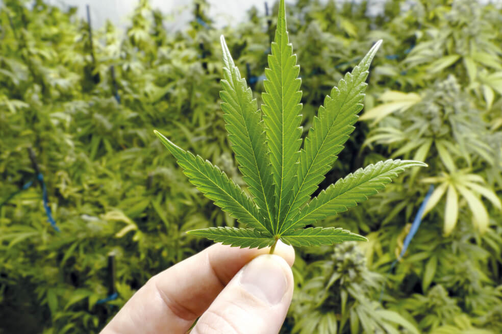 Consumo de cannabis con fines recreativos pasa primer debate en Cámara