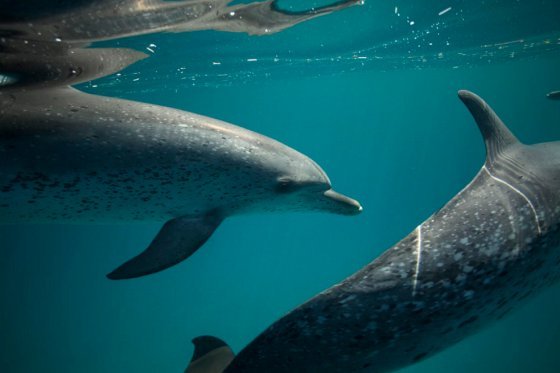Aparecen cinco delfines muertos en una costa de Mexico