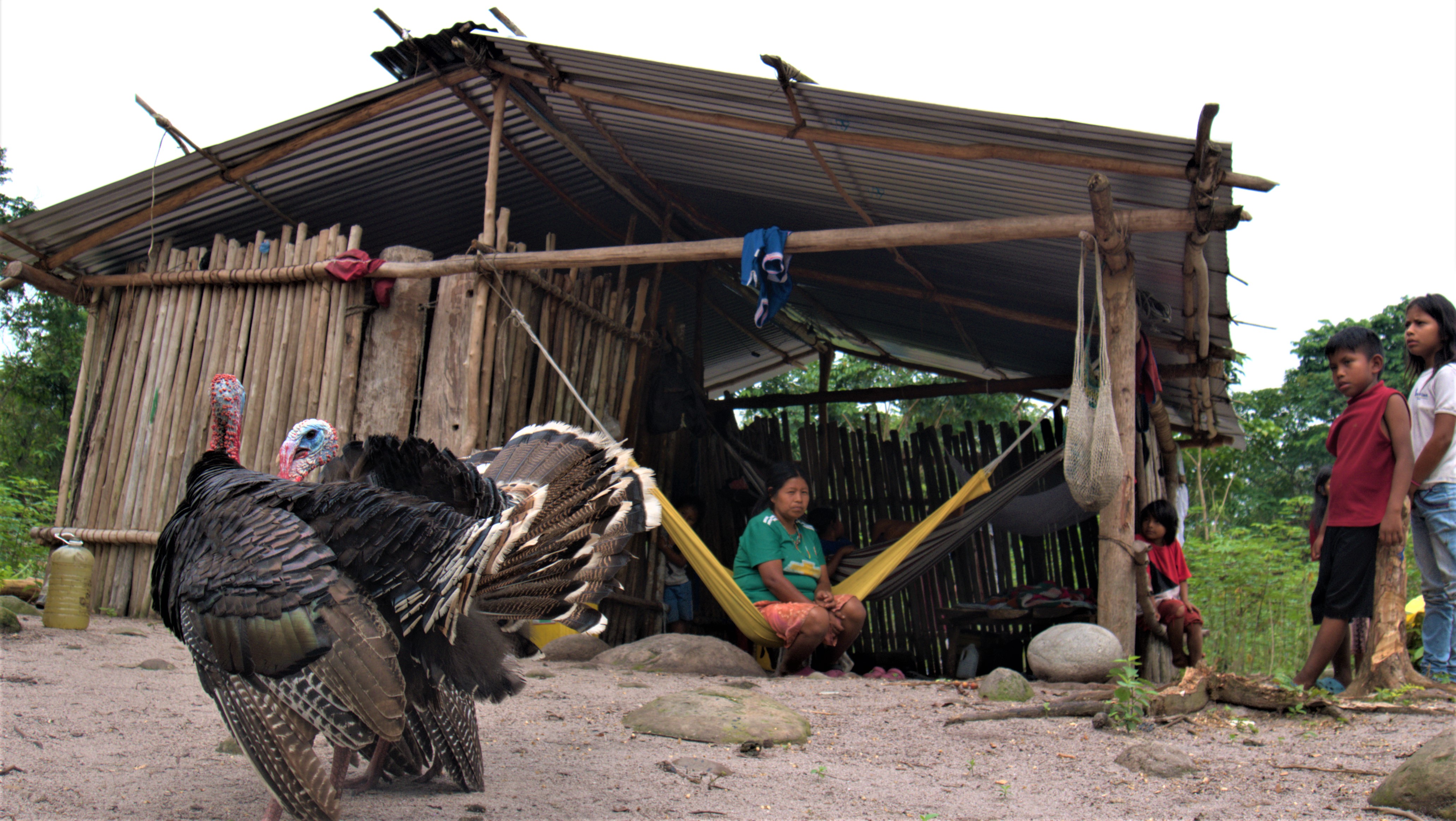 Casa U'wa en la zona de Rotarbaría, en Cubará (Boyacá).