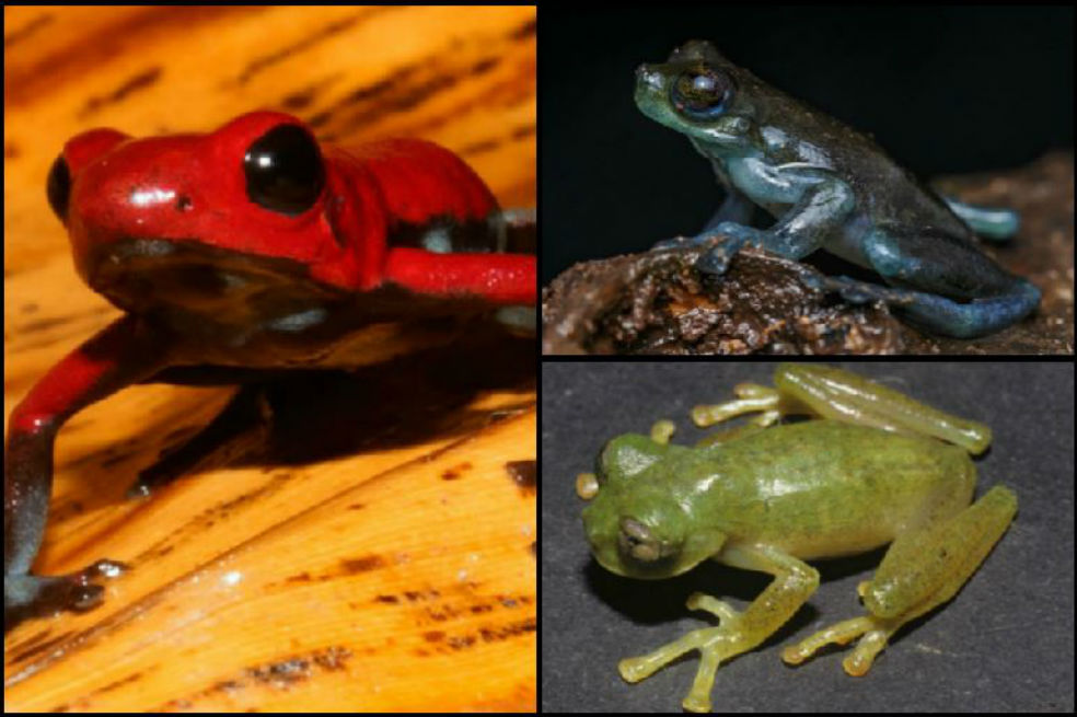 El nuevo catálogo de anfibios y reptiles de Colombia