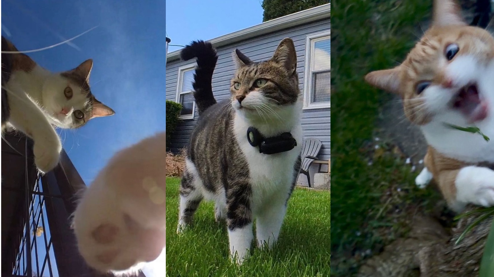 Mr. Kitters, el gato que convirtió sus salidas de casa en aventuras virales de internet