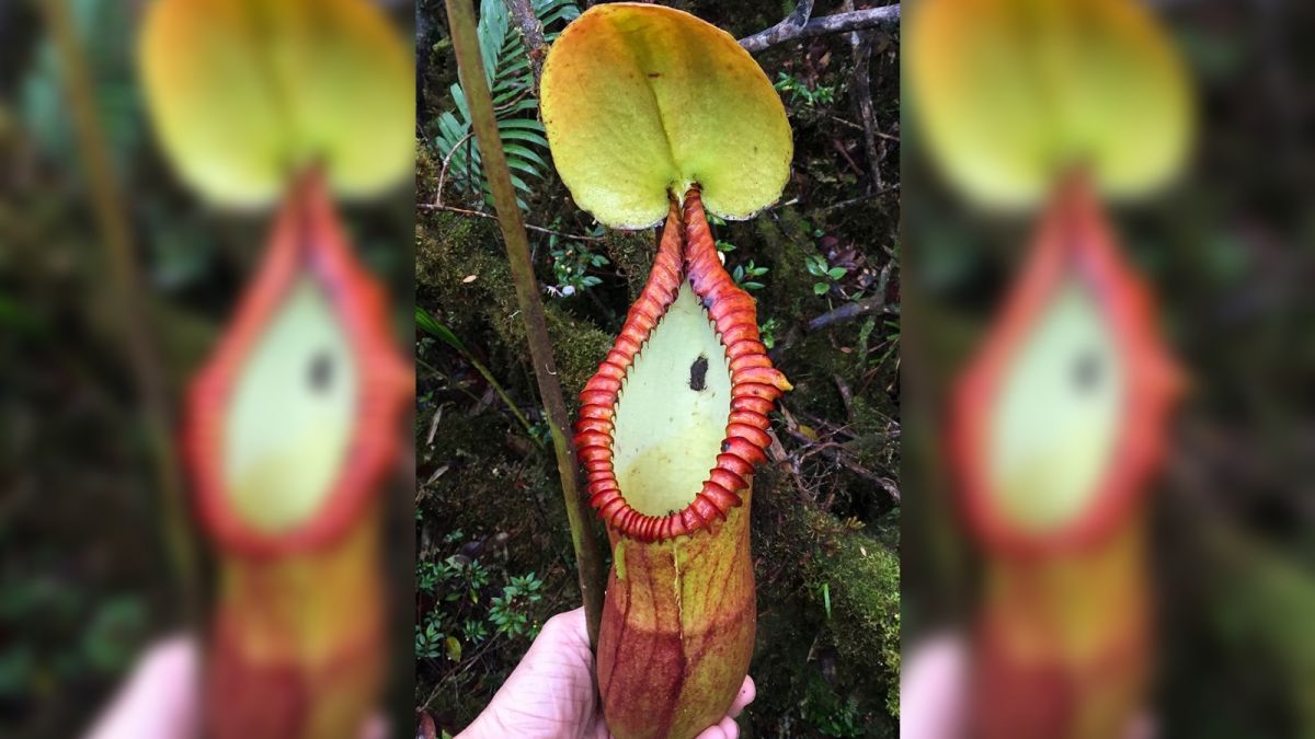 Algunas plantas carnívoras evolucionaron para comer excrementos en lugar de insectos