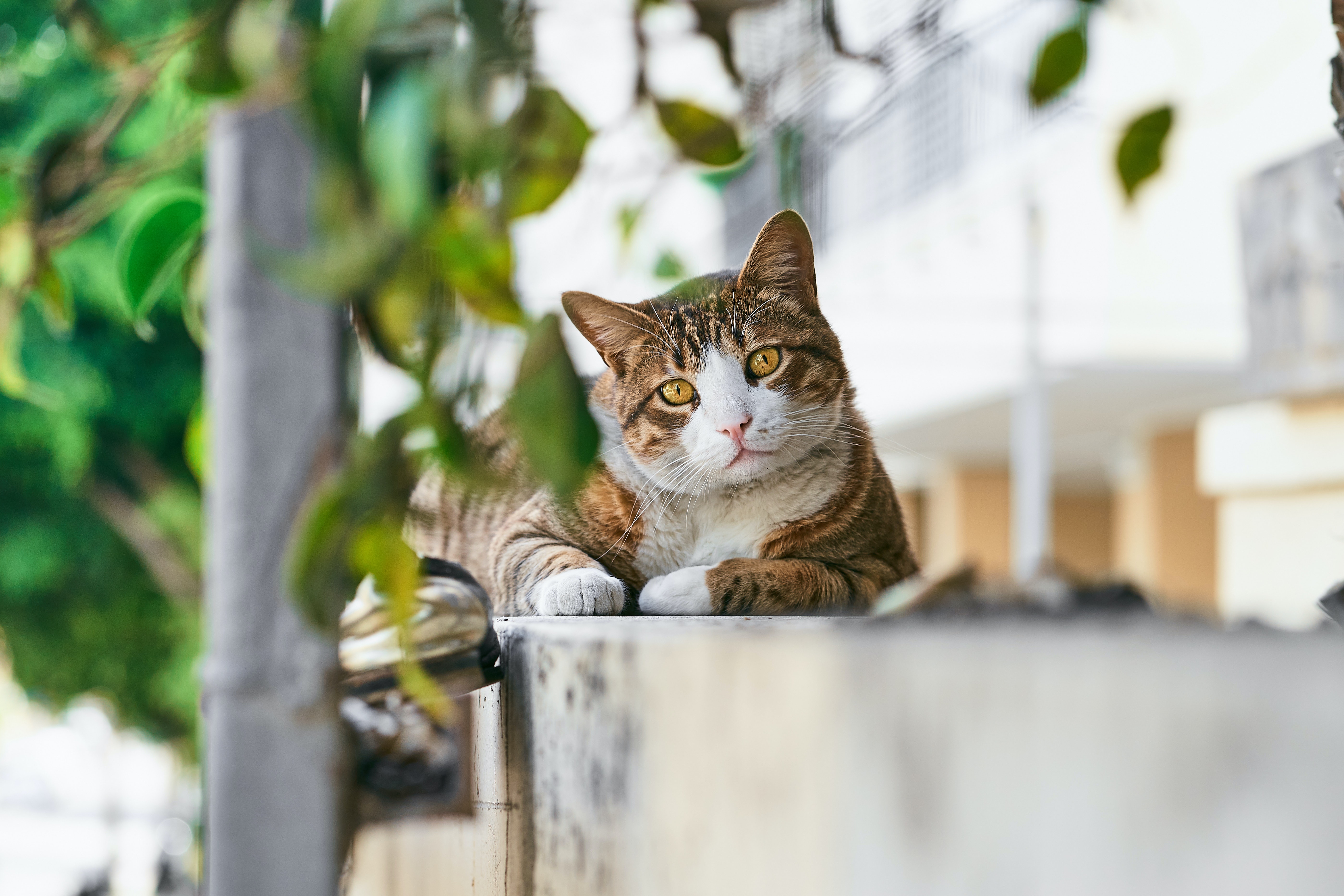 ¿Cómo saber si un gato está muy viejo? Principales señales de vejez en los felinos