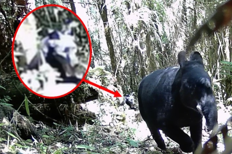 Danta de montaña (Tapirus pinchaque).