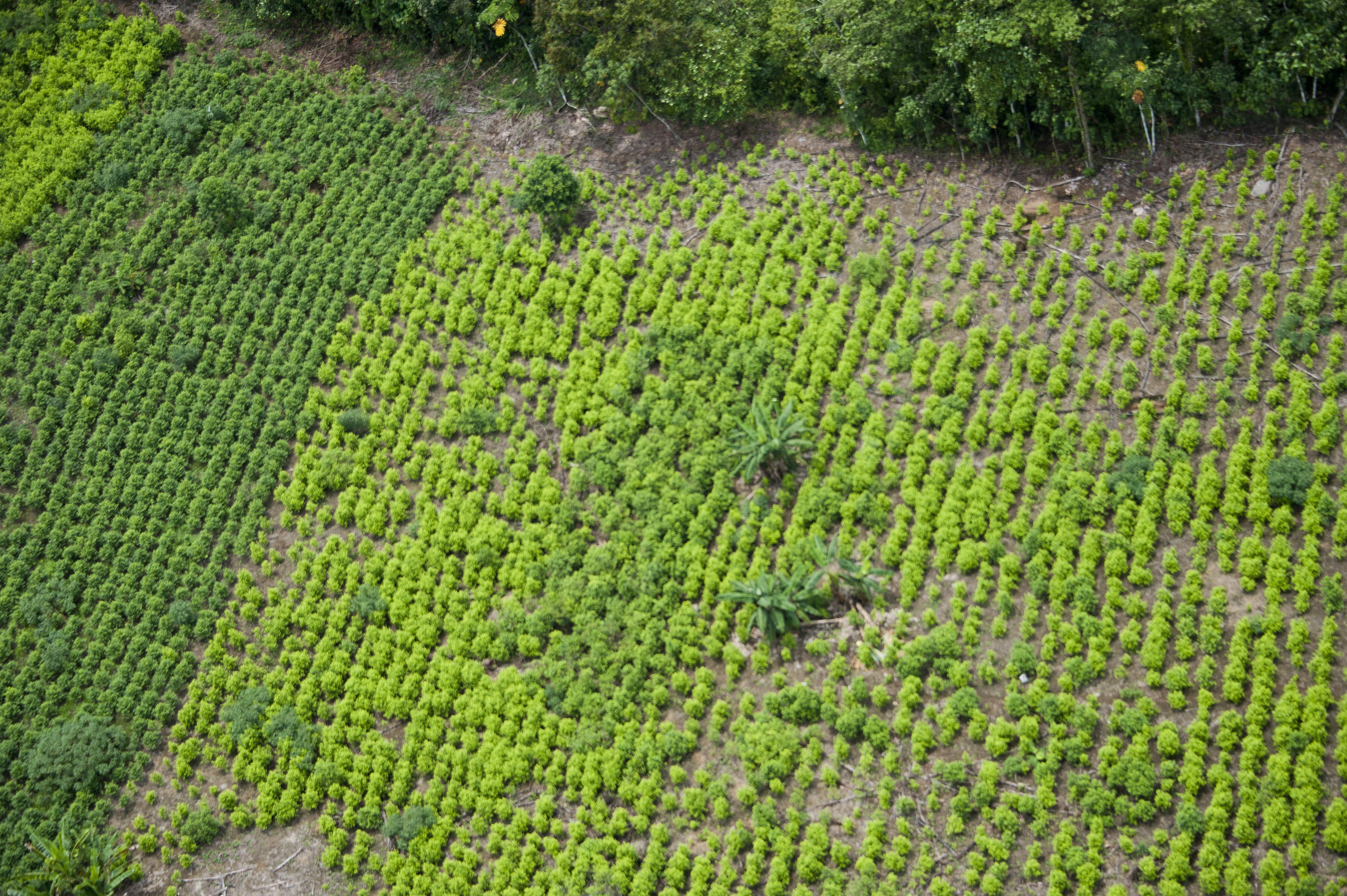 Aumento de los cultivos de coca tensa las relaciones de Colombia con EE. UU.