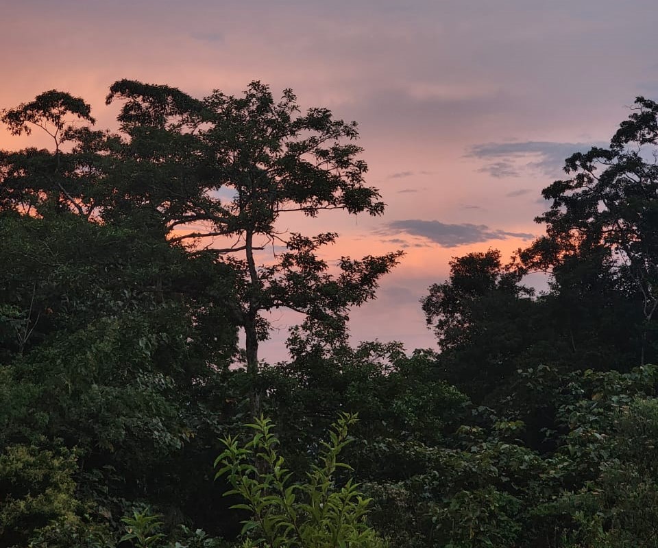 Plantar árboles No-Endémicos: un riesgo que Colombia no reconoce aún