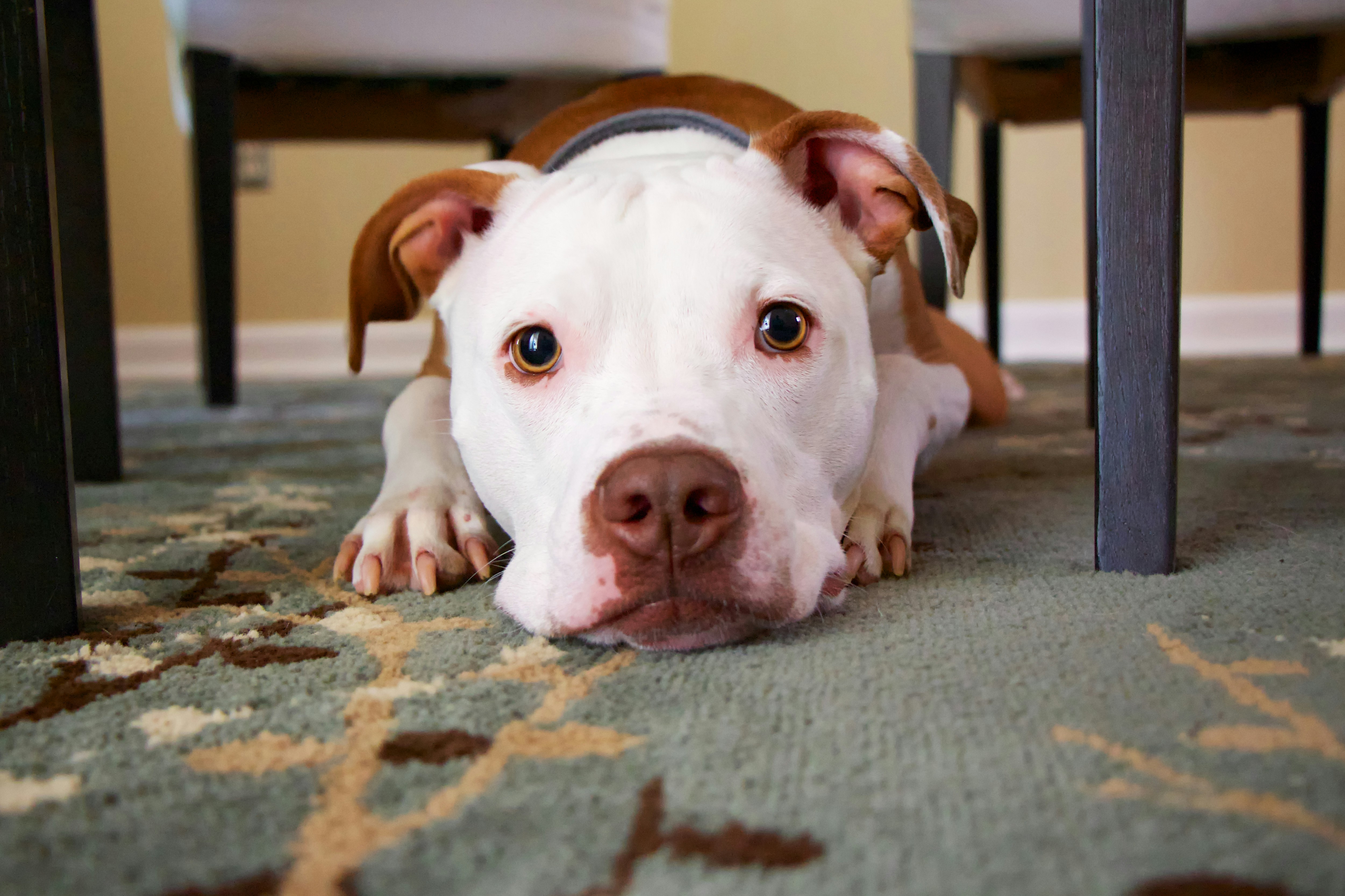 Diez cosas que los perros hacen por su dueño: a veces pasan desapercibidas