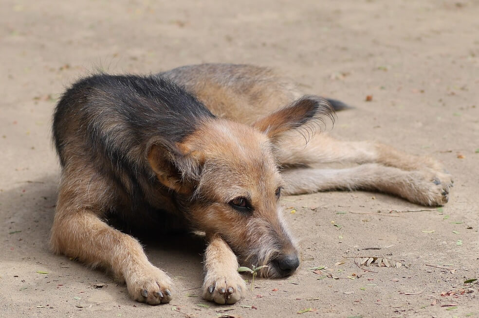 Cuarentena incrementó en un 50% el riesgo de los animales sin hogar en Barranquilla