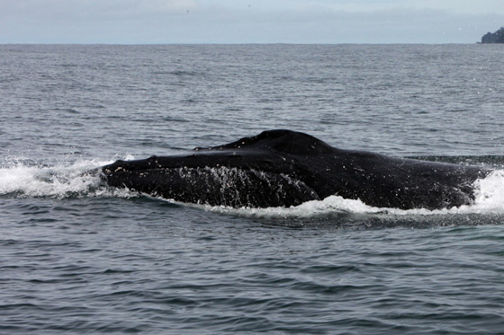 Ballenas 2011