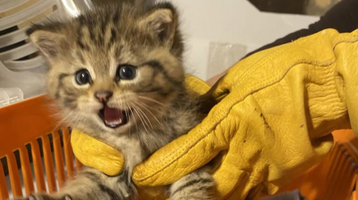 Fundación rescató a gato de la calle, pero resultó ser un animal salvaje