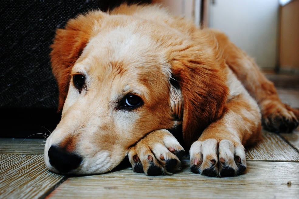 Vuelve y juega: un conductor atropelló a una perrita en Antioquia y se fugó