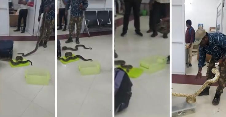 Capturan a una mujer que viajaba con 22 serpientes y un camaleón en la maleta