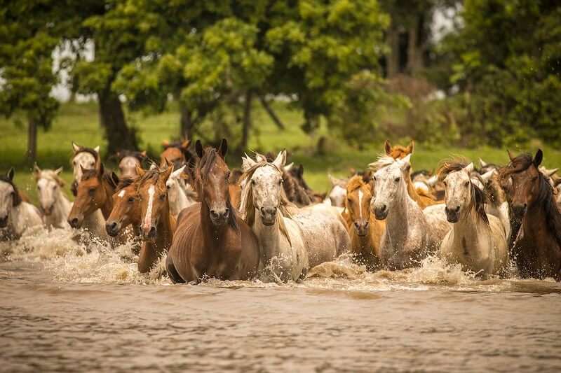 Un safari al estilo llanero