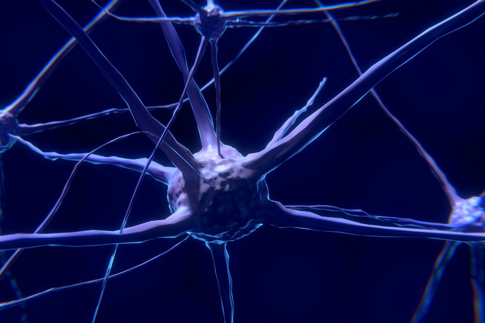 El cerebro podría generar nuevas células nerviosas hasta la vejez