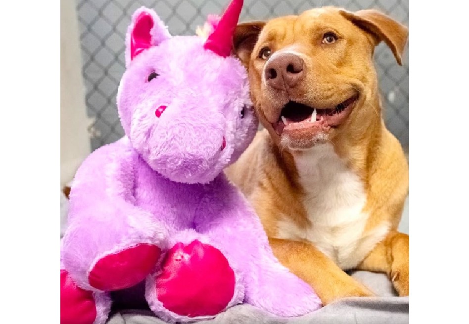 Sisu, el perrito sin hogar que robó un peluche cinco veces hasta que se lo compraron