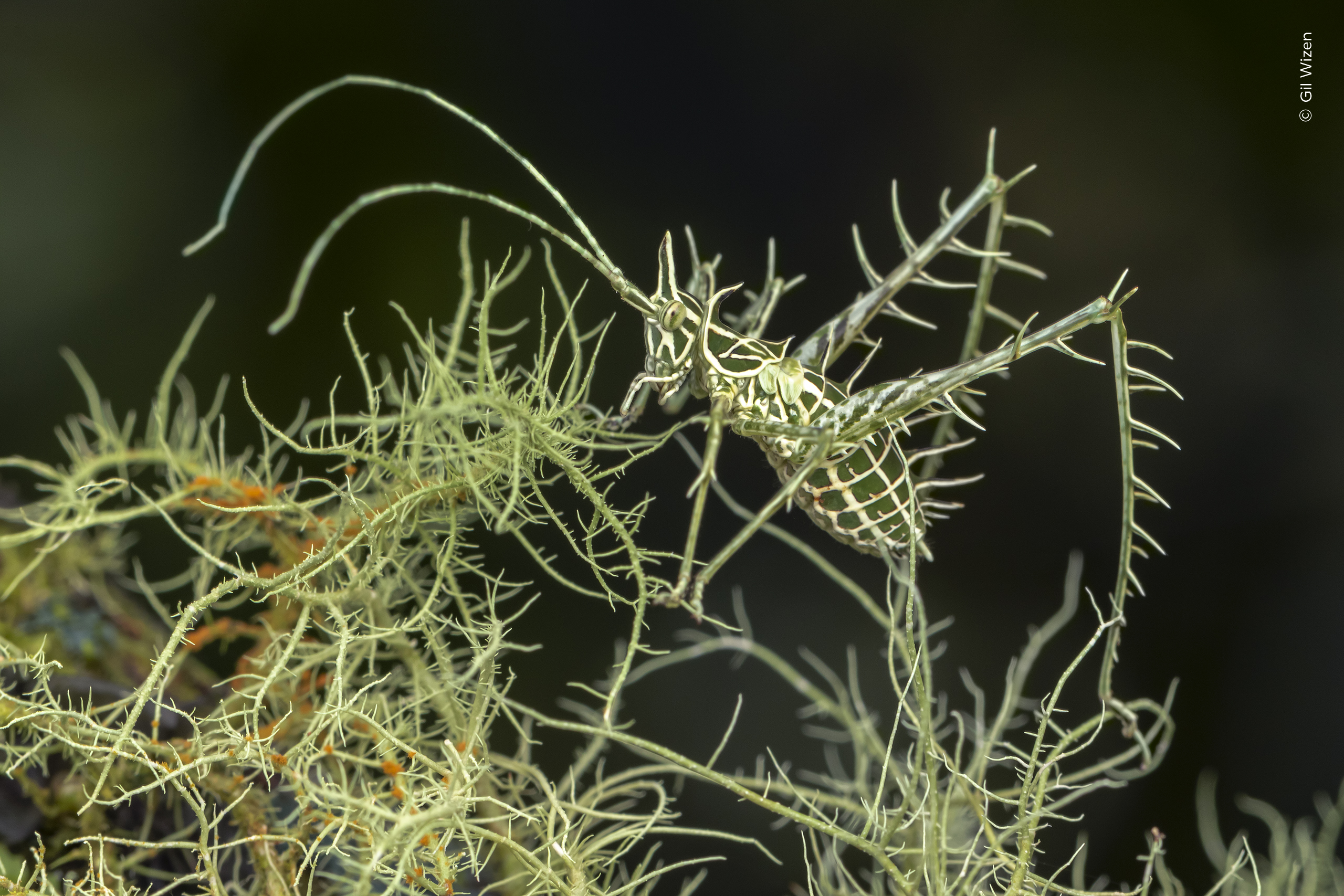 Mención especial, categoría Invertebrados:

Gil Wizen (Israel/Canadá) nos muestra la belleza de este saltamontes dragón liquen capturado en Ecuador.