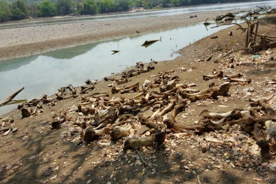 Así era el panorama a orillas del río Magdalena, en Ambalema. /Juan Carlos Escobar M.