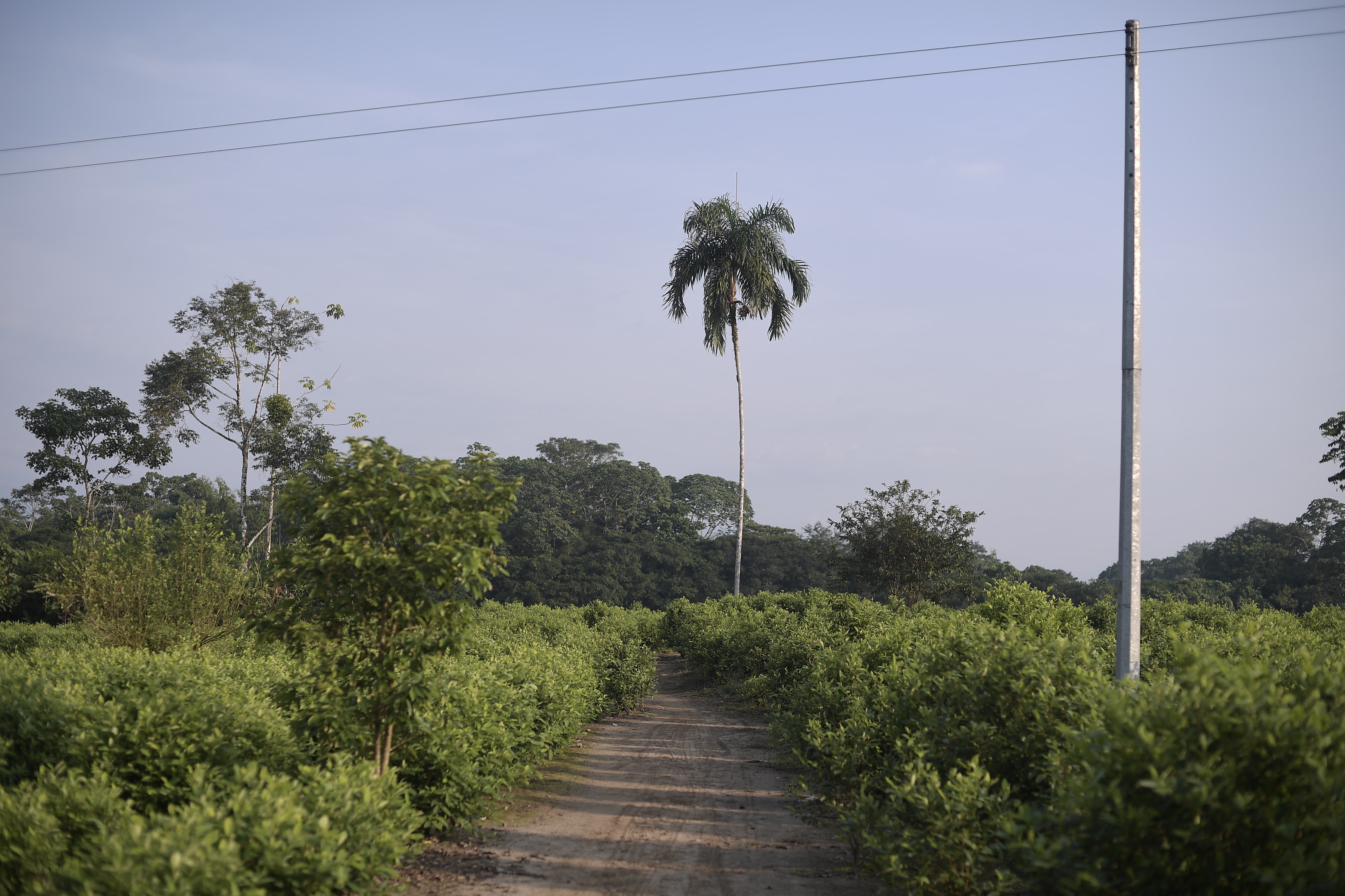 Plantación de hoja de Coca.
