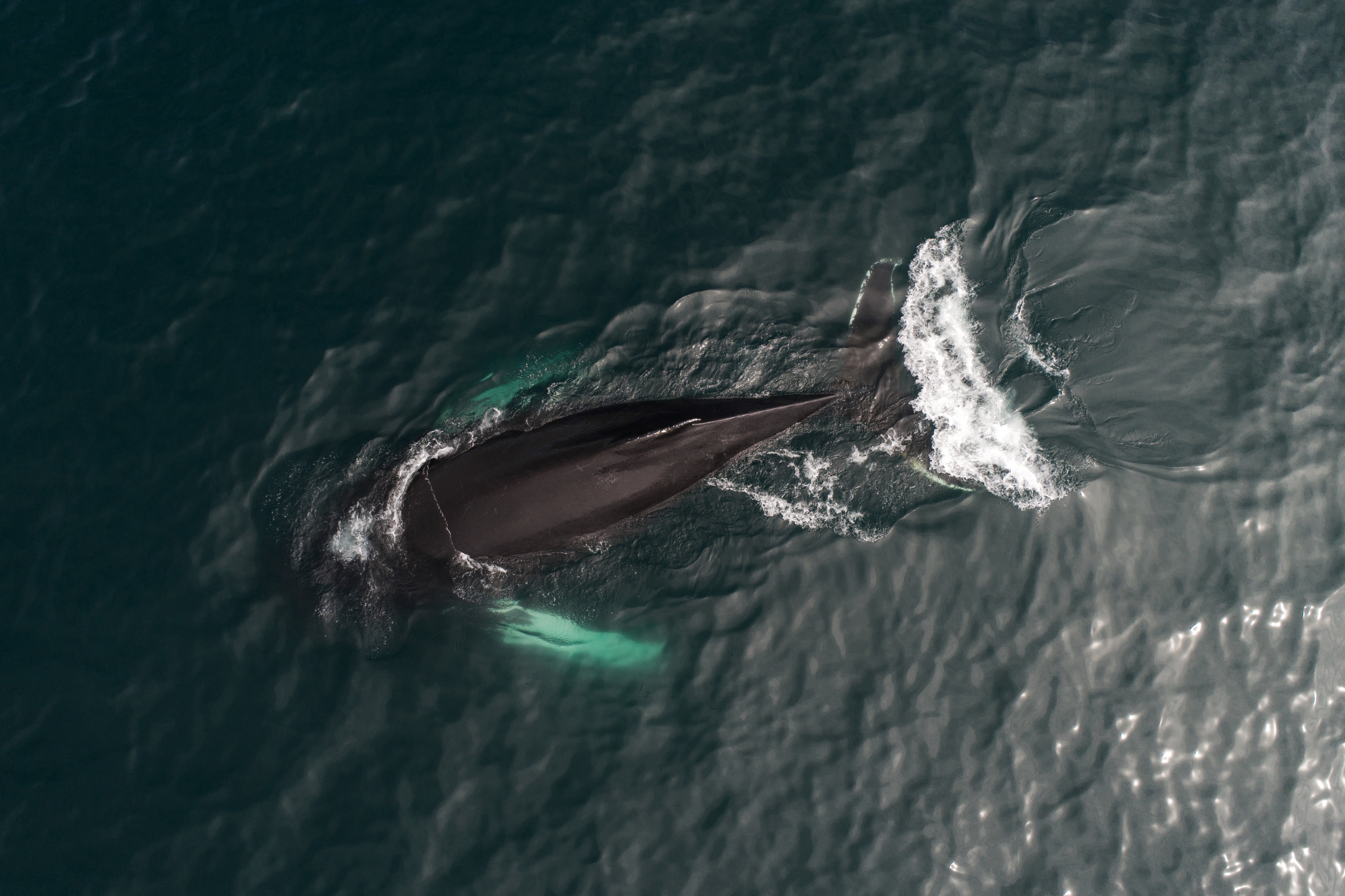 Una ballena puede llegar a ingerir más de 3 millones de microplásticos diarios