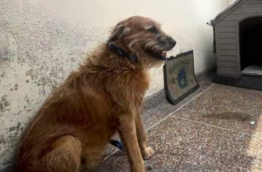 Barbas, el perro que esquivó la eutanasia y encontró una segunda oportunidad