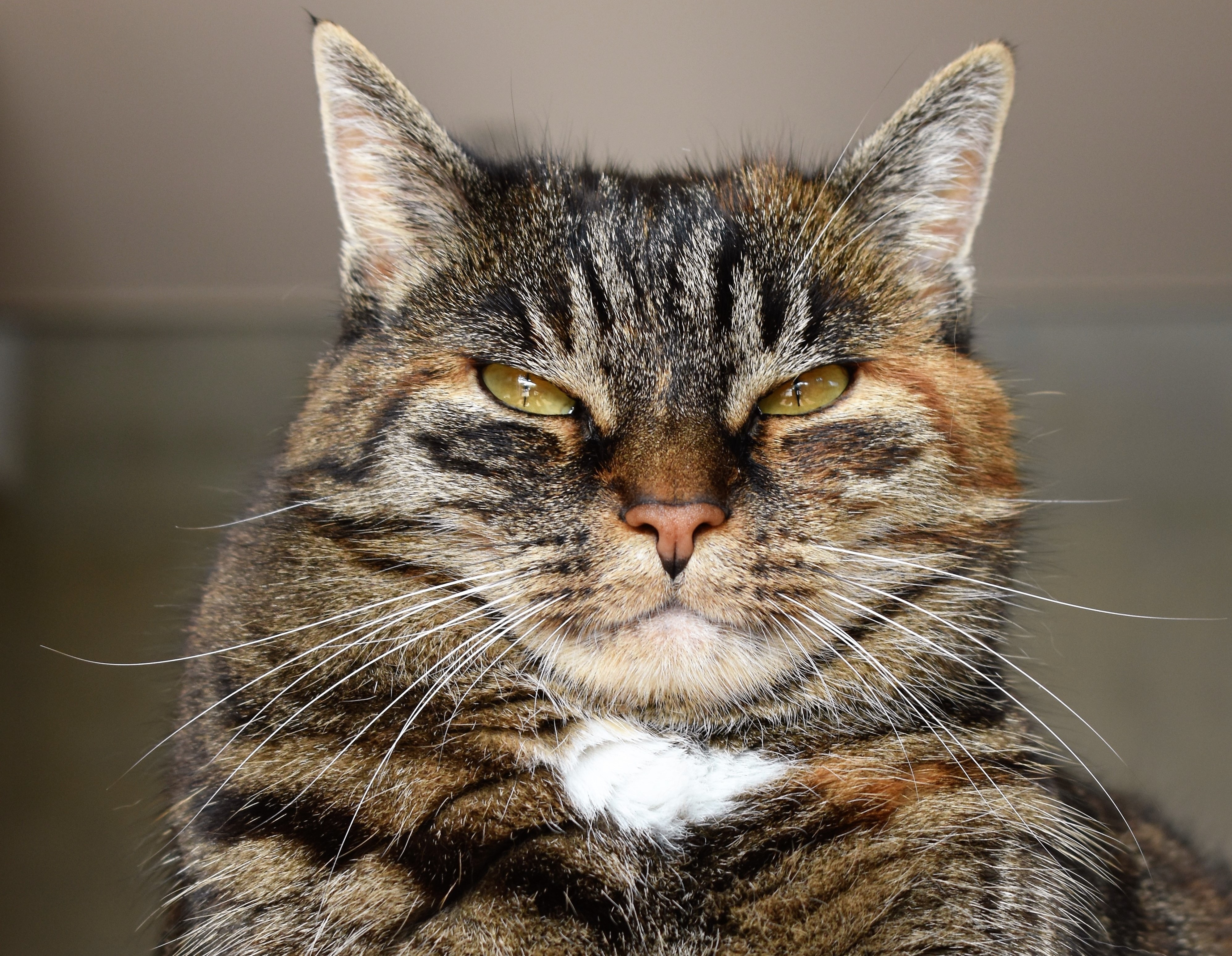 Un felino enojado es, por lo general, un animal que siente miedo por una situación específica de la que cree que no puede escapar.