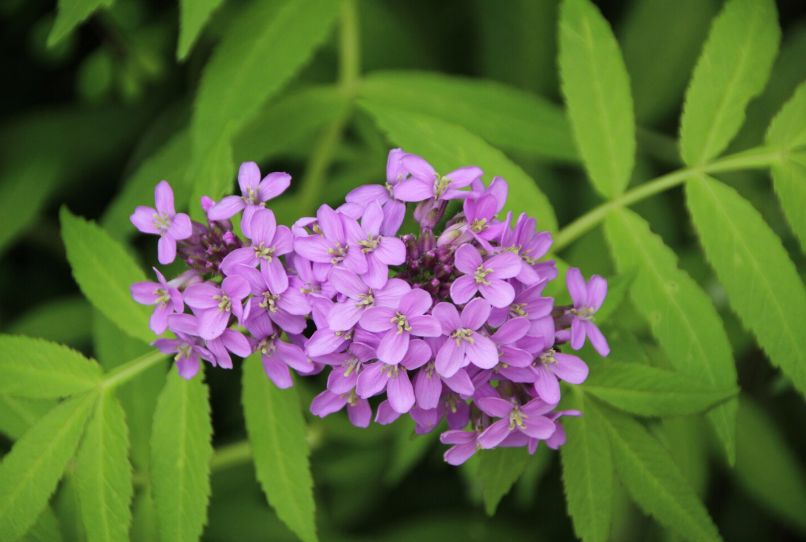 La planta de flores lavanda que se adapta al clima de Bogotá