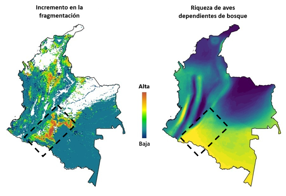 La figura muestra en amarillo y rojo áreas con alto incremento en fragmentación entre 2000 y 2020 (izquierda) o alta riqueza de aves dependientes de bosque (derecha) y en verde y azul áreas con bajo incremento en fragmentación entre 2000 y 2020 (Izquierda) o baja riqueza de aves (derecha). El rectángulo negro demarca el área aproximada de el piedemonte amazónico Colombiano. La figura de la derecha es una adaptación de la figura del articulo en Science. La figura de la izquierda es una adaptación de este articulo