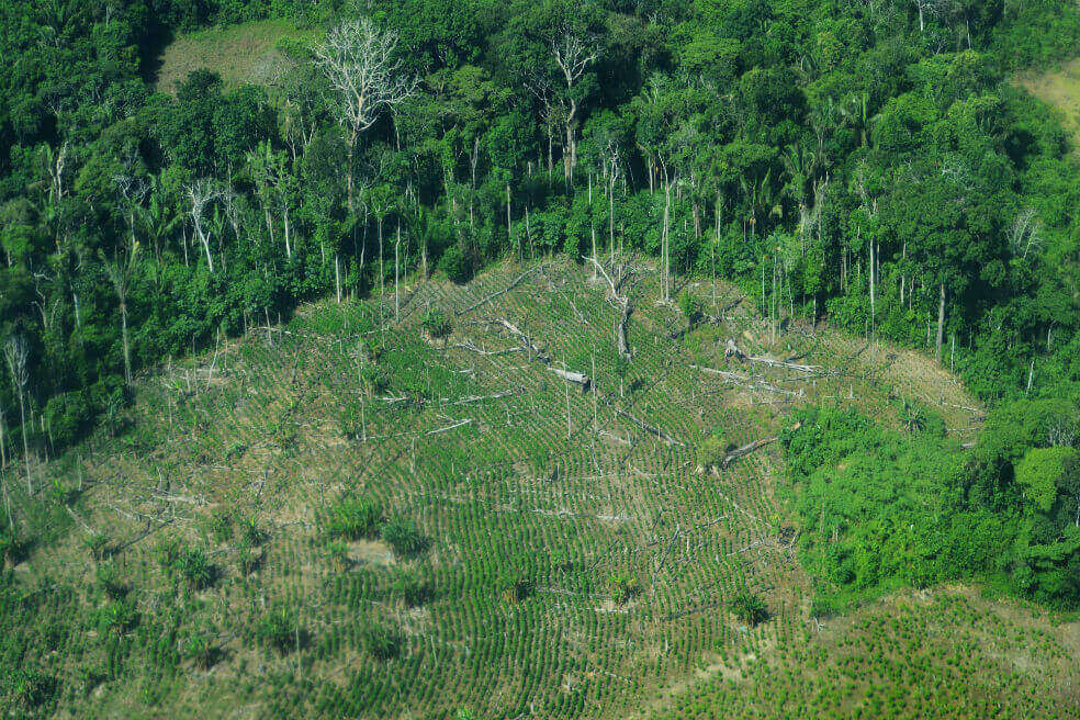 Bosques tropicales dejarían de almacenar carbono si la temperatura global aumenta