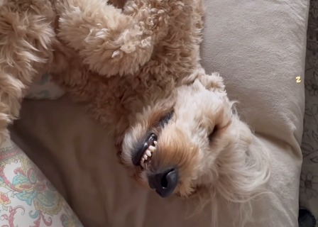 Toast, el perro que “se queda dormido” cuando está muy feliz