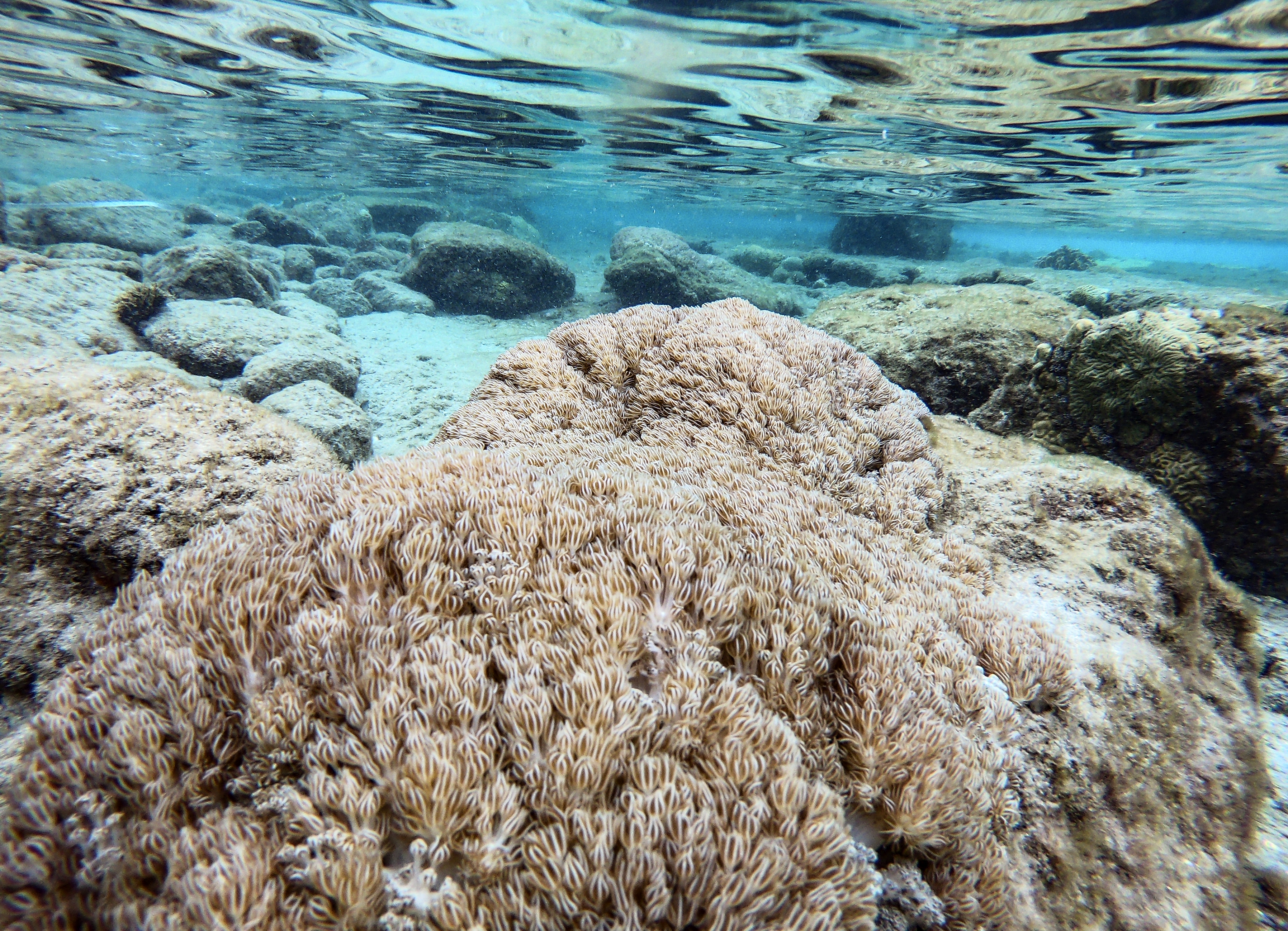 El coral que asfixia arrecifes en Venezuela y amenaza el Caribe