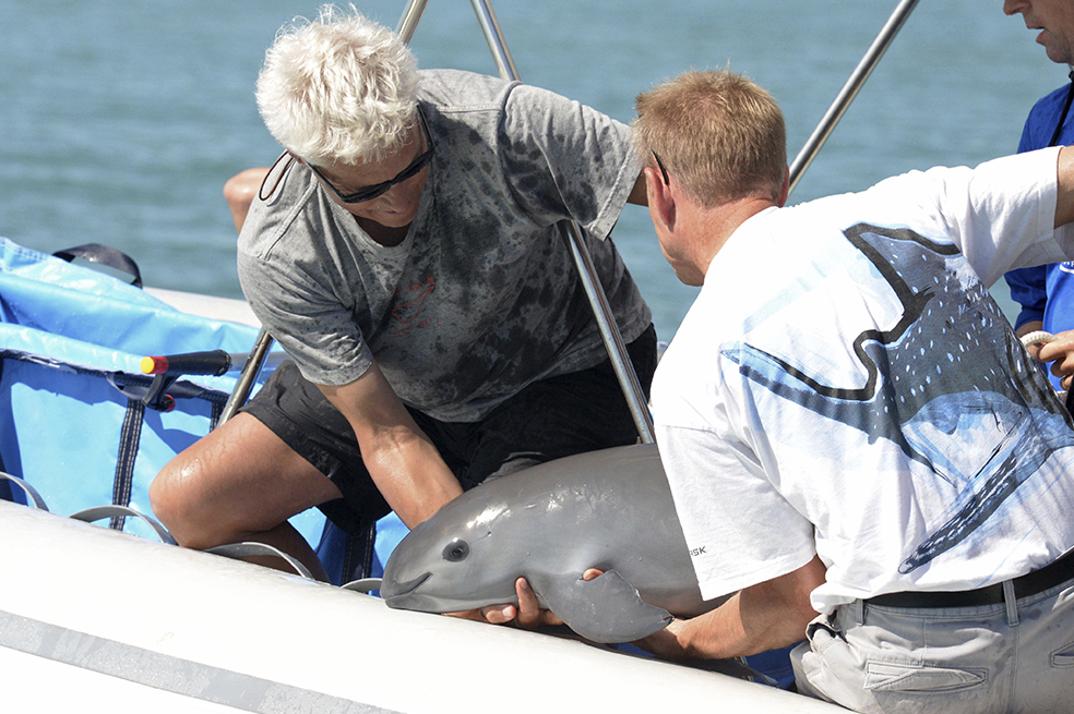 Vaquitas marinas en riesgo, avistadas en México, en el Golfo de California