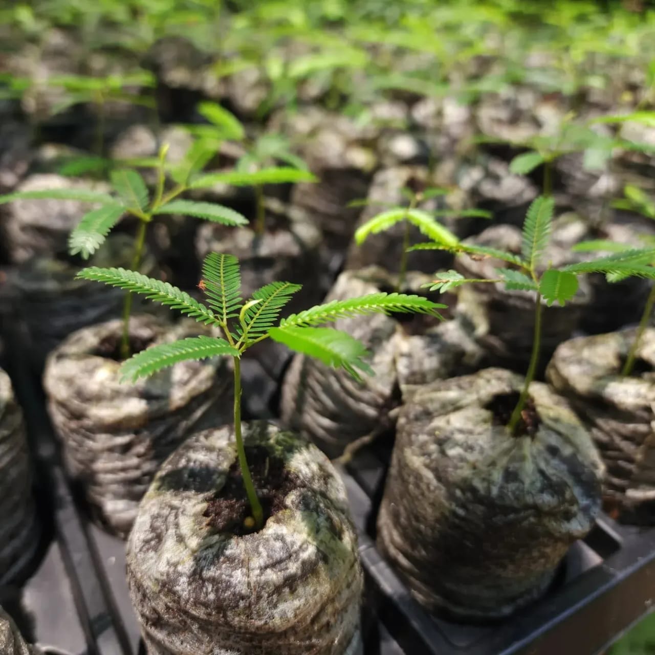 Sembrar árboles sin conocer su origen puede perjudicar la biodiversidad, ¿por qué?