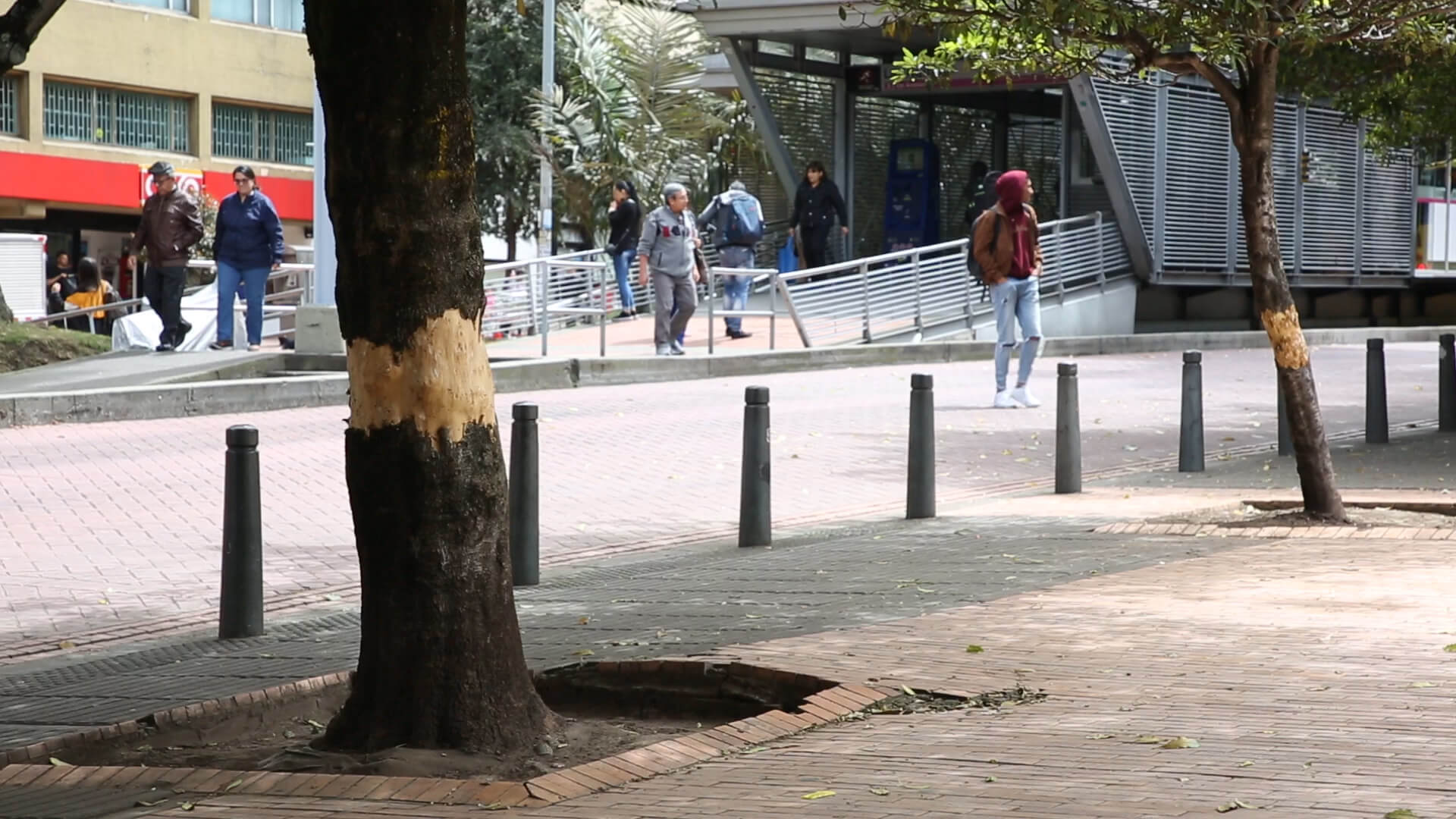 En grave riesgo se encuentran los cuatro árboles vandalizados en el Eje Ambiental de Bogotá