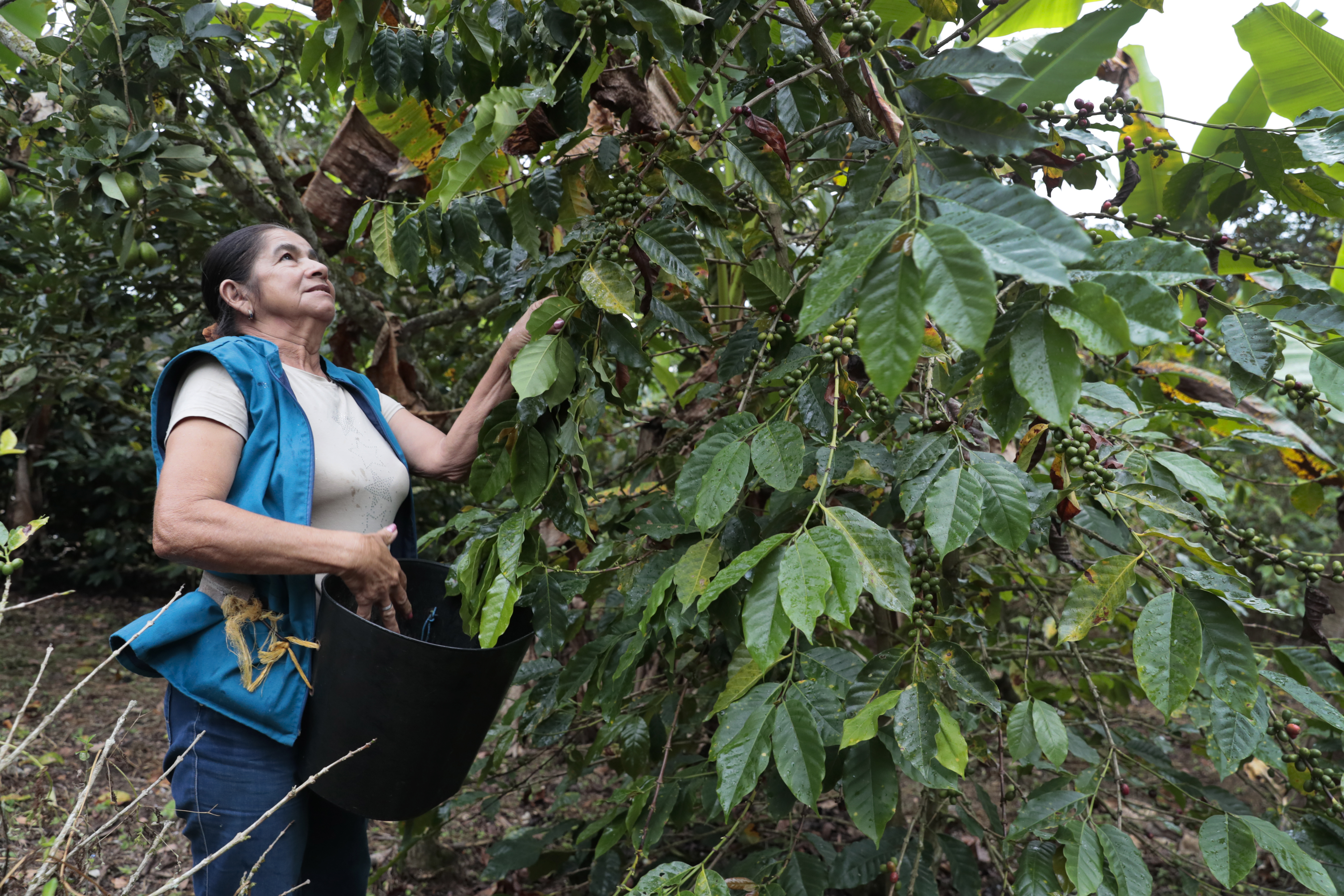 Caficultoras colombianas ganan presencia en medio de brechas de género y financiamiento