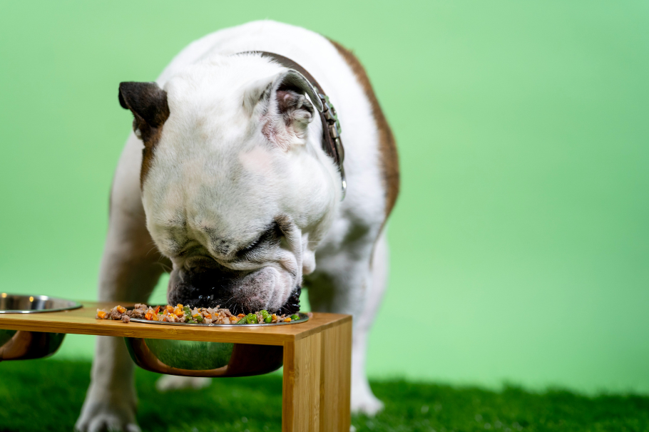 ¿Vale la pena comprar en Temu para su mascota? Esto debe saber