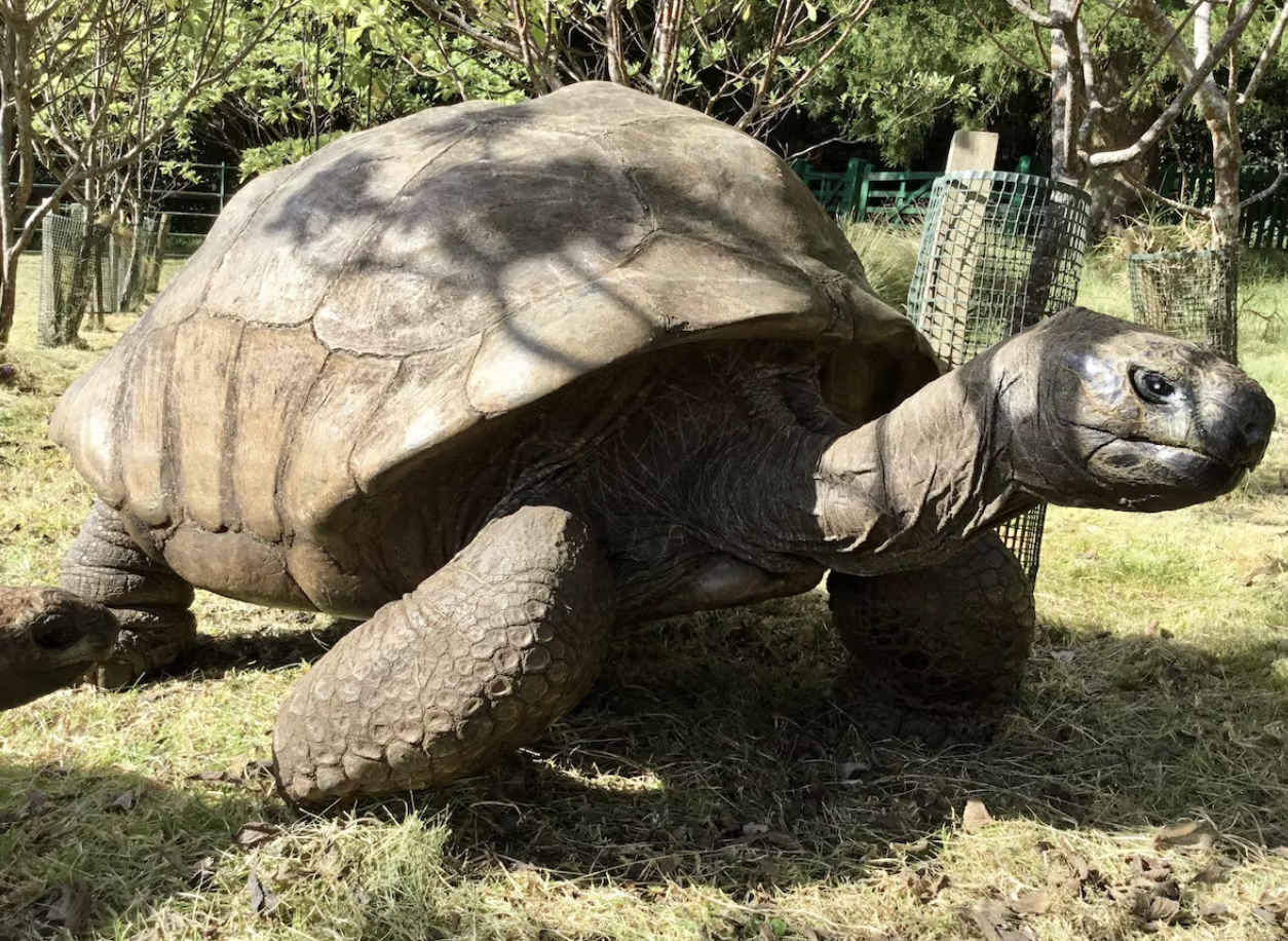 ¡Feliz cumpleaños 190! al animal terrestre vivo más antiguo del mundo