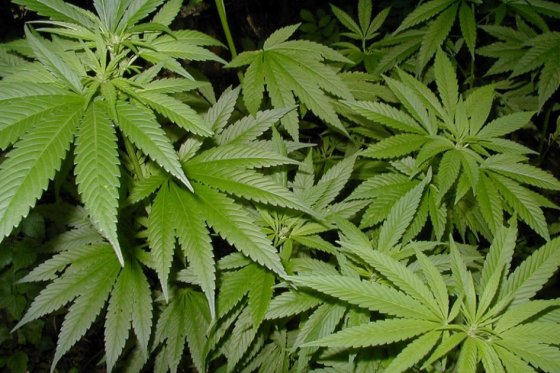 Clausuran colegio que tenía hojas de marihuana en diseño de su nombre